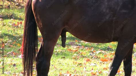 blackhorsedick|Showing his thick, big, black, monster Horse Cock .